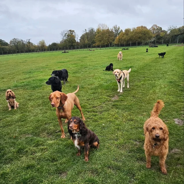 Dog Walking Services by Darren Larkin is the only independent business in the area that utilities a fully enclosed field for your dog/s safety.

Single Sessions ✔️
All-Day Sessions ✔️
Wellness checks ✔️ 
Home Pet Services ✔️
Pet sitting ✔️
Out-of-Hours Service ✔️

For more information, please contact 07799 543484 or visit the website for more information. 

dogwalkingservicesdarrenlarkin.co.uk

I am listed on "The Good Dog Guide."

#DogWalker
#DogWalkersOfInstagram
#TonbridgeDogWalk
#TonbridgeDogWalker
#DogWalkerTonbridge
#TonbridgeBusiness

 © Darren Larkin photography 📸