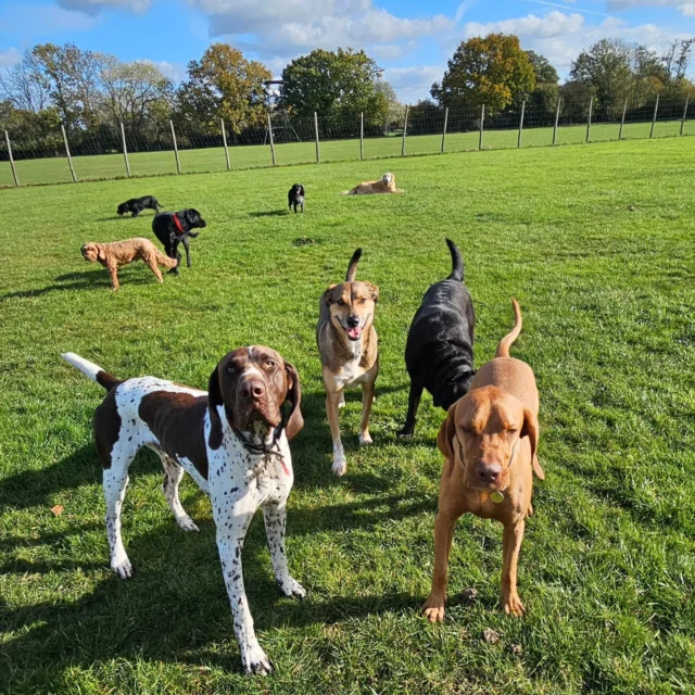 Dog Walking Services by Darren Larkin is the only independent business in the area that utilities a fully enclosed field for your dog/s safety.

Single Sessions ✔️
All-Day Sessions ✔️
Wellness checks ✔️ 
Home Pet Services ✔️
Pet sitting ✔️
Out-of-Hours Service ✔️

For more information, please contact 07799 543484 or visit the website for more information. 

dogwalkingservicesdarrenlarkin.co.uk

I am listed on "The Good Dog Guide."

#DogWalker
#DogWalkersOfInstagram
#TonbridgeDogWalk
#TonbridgeDogWalker
#DogWalkerTonbridge
#TonbridgeBusiness

 © Darren Larkin photography 📸