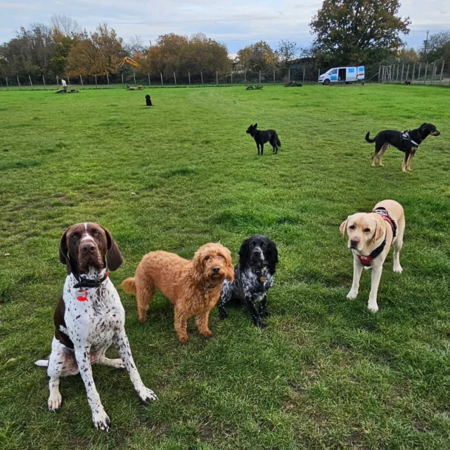 Dog Walking Services by Darren Larkin is the only independent business in the area that utilities a fully enclosed field for your dog/s safety.

Single Sessions ✔️
All-Day Sessions ✔️
Wellness checks ✔️ 
Home Pet Services ✔️
Pet sitting ✔️
Out-of-Hours Service ✔️

For more information, please contact 07799 543484 or visit the website for more information. 

dogwalkingservicesdarrenlarkin.co.uk

I am listed on "The Good Dog Guide."

#DogWalker
#DogWalkersOfInstagram
#TonbridgeDogWalk
#TonbridgeDogWalker
#DogWalkerTonbridge
#TonbridgeBusiness

 © Darren Larkin photography 📸