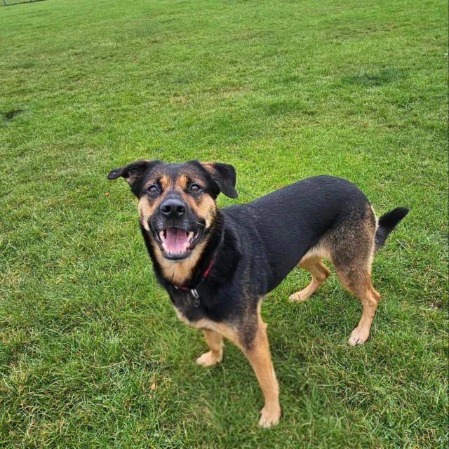 Dog Walking Services by Darren Larkin is the only independent business in the area that utilities a fully enclosed field for your dog/s safety.

Single Sessions ✔️
All-Day Sessions ✔️
Wellness checks ✔️ 
Home Pet Services ✔️
Pet sitting ✔️
Out-of-Hours Service ✔️

For more information, please contact 07799 543484 or visit the website for more information. 

dogwalkingservicesdarrenlarkin.co.uk

I am listed on "The Good Dog Guide."

#DogWalker
#DogWalkersOfInstagram
#TonbridgeDogWalk
#TonbridgeDogWalker
#DogWalkerTonbridge
#TonbridgeBusiness

 © Darren Larkin photography 📸