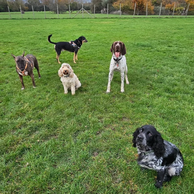 Dog Walking Services by Darren Larkin is the only independent business in the area that utilities a fully enclosed field for your dog/s safety.

Single Sessions ✔️
All-Day Sessions ✔️
Wellness checks ✔️ 
Home Pet Services ✔️
Pet sitting ✔️
Out-of-Hours Service ✔️

For more information, please contact 07799 543484 or visit the website for more information. 

dogwalkingservicesdarrenlarkin.co.uk

I am listed on "The Good Dog Guide."

#DogWalker
#DogWalkersOfInstagram
#TonbridgeDogWalk
#TonbridgeDogWalker
#DogWalkerTonbridge
#TonbridgeBusiness

 © Darren Larkin photography 📸