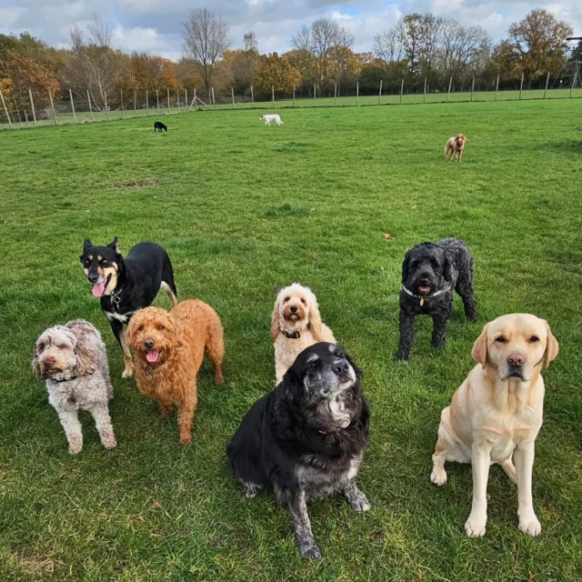 Dog Walking Services by Darren Larkin is the only independent business in the area that utilities a fully enclosed field for your dog/s safety.

Single Sessions ✔️
All-Day Sessions ✔️
Wellness checks ✔️ 
Home Pet Services ✔️
Pet sitting ✔️
Out-of-Hours Service ✔️

For more information, please contact 07799 543484 or visit the website for more information. 

dogwalkingservicesdarrenlarkin.co.uk

I am listed on "The Good Dog Guide."

#DogWalker
#DogWalkersOfInstagram
#TonbridgeDogWalk
#TonbridgeDogWalker
#DogWalkerTonbridge
#TonbridgeBusiness

 © Darren Larkin photography 📸