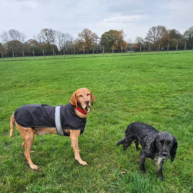 Dog Walking Services by Darren Larkin is the only independent business in the area that utilities a fully enclosed field for your dog/s safety.

Single Sessions ✔️
All-Day Sessions ✔️
Wellness checks ✔️ 
Home Pet Services ✔️
Pet sitting ✔️
Out-of-Hours Service ✔️

For more information, please contact 07799 543484 or visit the website for more information. 

dogwalkingservicesdarrenlarkin.co.uk

I am listed on "The Good Dog Guide."

#DogWalker
#DogWalkersOfInstagram
#TonbridgeDogWalk
#TonbridgeDogWalker
#DogWalkerTonbridge
#TonbridgeBusiness

 © Darren Larkin photography 📸