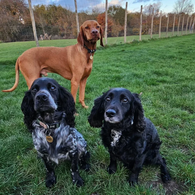 Dog Walking Services by Darren Larkin is the only independent business in the area that utilities a fully enclosed field for your dog/s safety.

Single Sessions ✔️
All-Day Sessions ✔️
Wellness checks ✔️ 
Home Pet Services ✔️
Pet sitting ✔️
Out-of-Hours Service ✔️

For more information, please contact 07799 543484 or visit the website for more information. 

dogwalkingservicesdarrenlarkin.co.uk

I am listed on "The Good Dog Guide."

#DogWalker
#DogWalkersOfInstagram
#TonbridgeDogWalk
#TonbridgeDogWalker
#DogWalkerTonbridge
#TonbridgeBusiness

 © Darren Larkin photography 📸