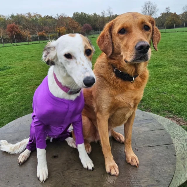 Dog Walking Services by Darren Larkin is the only independent business in the area that utilities a fully enclosed field for your dog/s safety.

Single Sessions ✔️
All-Day Sessions ✔️
Wellness checks ✔️ 
Home Pet Services ✔️
Pet sitting ✔️
Out-of-Hours Service ✔️

For more information, please contact 07799 543484 or visit the website for more information. 

dogwalkingservicesdarrenlarkin.co.uk

I am listed on "The Good Dog Guide."

#DogWalker
#DogWalkersOfInstagram
#TonbridgeDogWalk
#TonbridgeDogWalker
#DogWalkerTonbridge
#TonbridgeBusiness

 © Darren Larkin photography 📸