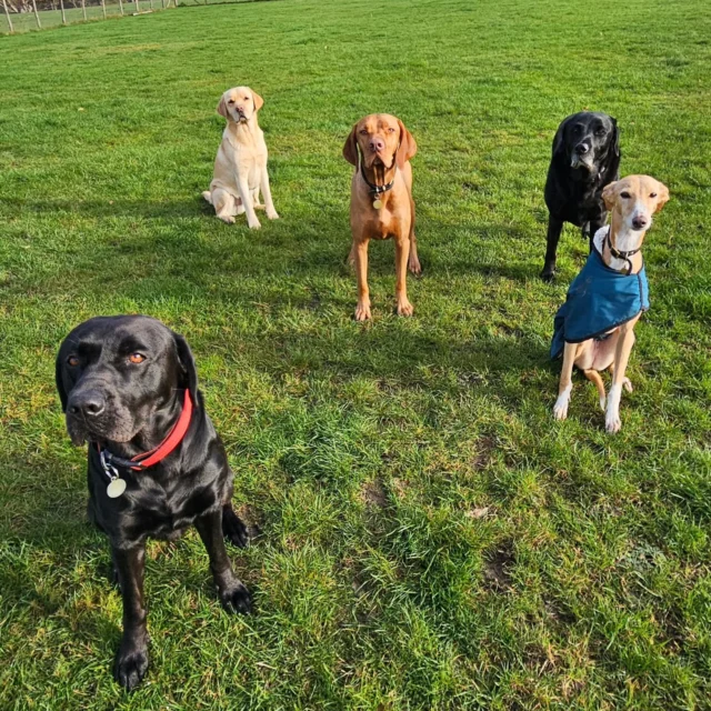 Dog Walking Services by Darren Larkin is the only independent business in the area that utilities a fully enclosed field for your dog/s safety.

Single Sessions ✔️
All-Day Sessions ✔️
Wellness checks ✔️ 
Home Pet Services ✔️
Pet sitting ✔️
Out-of-Hours Service ✔️

For more information, please contact 07799 543484 or visit the website for more information. 

dogwalkingservicesdarrenlarkin.co.uk

I am listed on "The Good Dog Guide."

#DogWalker
#DogWalkersOfInstagram
#TonbridgeDogWalk
#TonbridgeDogWalker
#DogWalkerTonbridge
#TonbridgeBusiness

 © Darren Larkin photography 📸