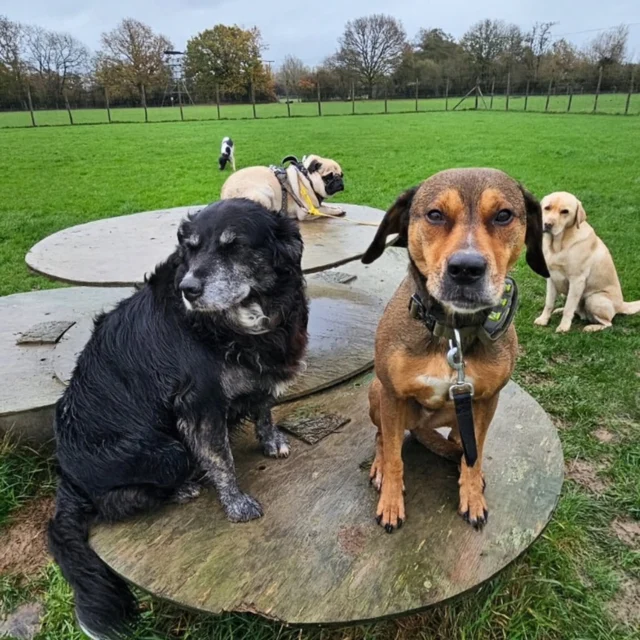 Dog Walking Services by Darren Larkin is the only independent business in the area that utilities a fully enclosed field for your dog/s safety.

Single Sessions ✔️
All-Day Sessions ✔️
Wellness checks ✔️ 
Home Pet Services ✔️
Pet sitting ✔️
Out-of-Hours Service ✔️

For more information, please contact 07799 543484 or visit the website for more information. 

dogwalkingservicesdarrenlarkin.co.uk

I am listed on "The Good Dog Guide."

#DogWalker
#DogWalkersOfInstagram
#TonbridgeDogWalk
#TonbridgeDogWalker
#DogWalkerTonbridge
#TonbridgeBusiness

 © Darren Larkin photography 📸