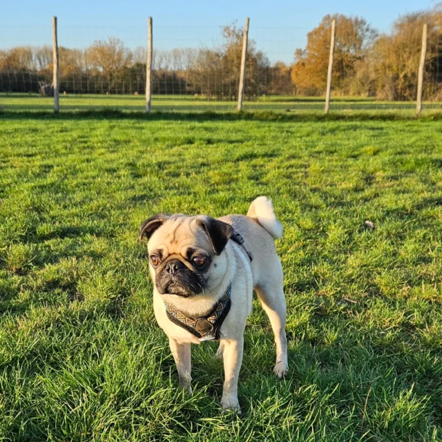 Please welcome Enzo to Dog Walking Services by Darren Larkin 🐕