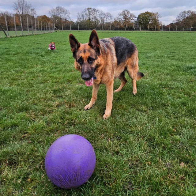 Dog Walking Services by Darren Larkin is the only independent business in the area that utilities a fully enclosed field for your dog/s safety.

Single Sessions ✔️
All-Day Sessions ✔️
Wellness checks ✔️ 
Home Pet Services ✔️
Pet sitting ✔️
Out-of-Hours Service ✔️

For more information, please contact 07799 543484 or visit the website for more information. 

dogwalkingservicesdarrenlarkin.co.uk

I am listed on "The Good Dog Guide."

#DogWalker
#DogWalkersOfInstagram
#TonbridgeDogWalk
#TonbridgeDogWalker
#DogWalkerTonbridge
#TonbridgeBusiness

 © Darren Larkin photography 📸