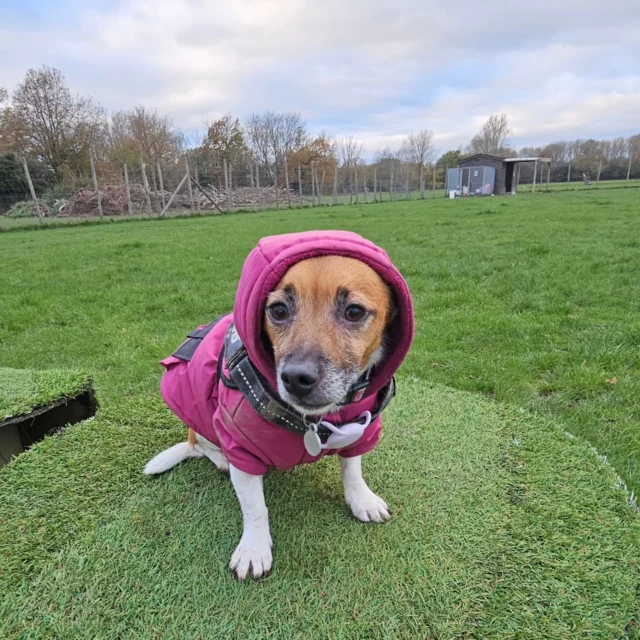 Dog Walking Services by Darren Larkin is the only independent business in the area that utilities a fully enclosed field for your dog/s safety.

Single Sessions ✔️
All-Day Sessions ✔️
Wellness checks ✔️ 
Home Pet Services ✔️
Pet sitting ✔️
Out-of-Hours Service ✔️

For more information, please contact 07799 543484 or visit the website for more information. 

dogwalkingservicesdarrenlarkin.co.uk

I am listed on "The Good Dog Guide."

#DogWalker
#DogWalkersOfInstagram
#TonbridgeDogWalk
#TonbridgeDogWalker
#DogWalkerTonbridge
#TonbridgeBusiness

 © Darren Larkin photography 📸