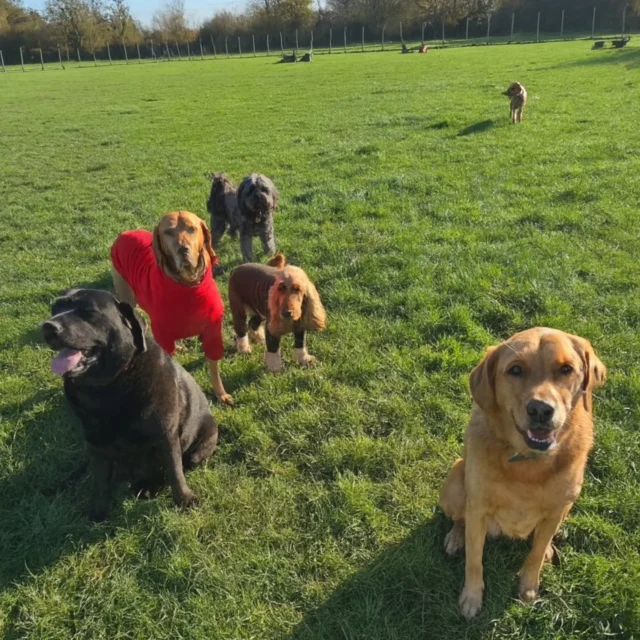 Dog Walking Services by Darren Larkin is the only independent business in the area that utilities a fully enclosed field for your dog/s safety.

Single Sessions ✔️
All-Day Sessions ✔️
Wellness checks ✔️ 
Home Pet Services ✔️
Pet sitting ✔️
Out-of-Hours Service ✔️

For more information, please contact 07799 543484 or visit the website for more information. 

dogwalkingservicesdarrenlarkin.co.uk

I am listed on "The Good Dog Guide."

#DogWalker
#DogWalkersOfInstagram
#TonbridgeDogWalk
#TonbridgeDogWalker
#DogWalkerTonbridge
#TonbridgeBusiness

 © Darren Larkin photography 📸