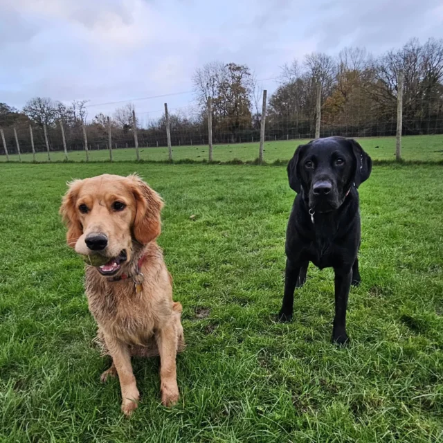 Dog Walking Services by Darren Larkin is the only independent business in the area that utilities a fully enclosed field for your dog/s safety.

Single Sessions ✔️
All-Day Sessions ✔️
Wellness checks ✔️ 
Home Pet Services ✔️
Pet sitting ✔️
Out-of-Hours Service ✔️

For more information, please contact 07799 543484 or visit the website for more information. 

dogwalkingservicesdarrenlarkin.co.uk

I am listed on "The Good Dog Guide."

#DogWalker
#TonbridgeDogWalk
#TonbridgeDogWalker
#DogWalkerTonbridge
#TonbridgeBusiness

 © Darren Larkin photography 📸