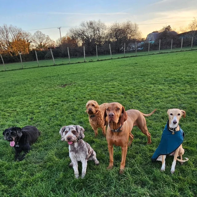 Dog Walking Services by Darren Larkin is the only independent business in the area that utilities a fully enclosed field for your dog/s safety.

Single Sessions ✔️
All-Day Sessions ✔️
Wellness checks ✔️ 
Home Pet Services ✔️
Pet sitting ✔️
Out-of-Hours Service ✔️

For more information, please contact 07799 543484 or visit the website for more information. 

dogwalkingservicesdarrenlarkin.co.uk

I am listed on "The Good Dog Guide."

#DogWalker
#TonbridgeDogWalk
#TonbridgeDogWalker
#DogWalkerTonbridge
#TonbridgeBusiness

 © Darren Larkin photography 📸