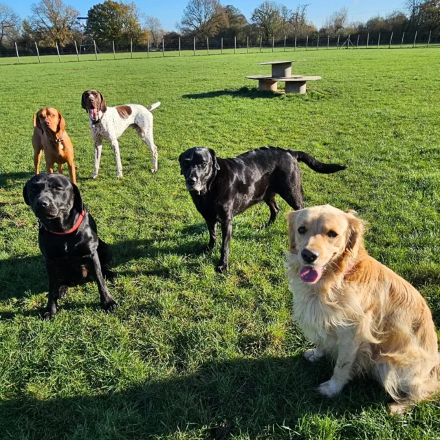 Dog Walking Services by Darren Larkin is the only independent business in the area that utilities a fully enclosed field for your dog/s safety.

Single Sessions ✔️
All-Day Sessions ✔️
Wellness checks ✔️ 
Home Pet Services ✔️
Pet sitting ✔️
Out-of-Hours Service ✔️

For more information, please contact 07799 543484 or visit the website for more information. 

dogwalkingservicesdarrenlarkin.co.uk

I am listed on "The Good Dog Guide."

#DogWalker
#TonbridgeDogWalk
#TonbridgeDogWalker
#DogWalkerTonbridge
#TonbridgeBusiness

 © Darren Larkin photography 📸