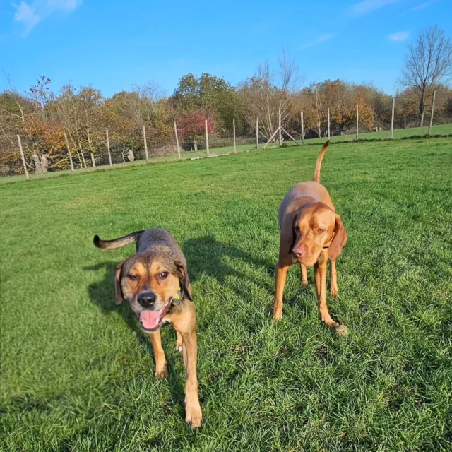 Dog Walking Services by Darren Larkin is the only independent business in the area that utilities a fully enclosed field for your dog/s safety.

Single Sessions ✔️
All-Day Sessions ✔️
Wellness checks ✔️ 
Home Pet Services ✔️
Pet sitting ✔️
Out-of-Hours Service ✔️

For more information, please contact 07799 543484 or visit the website for more information. 

dogwalkingservicesdarrenlarkin.co.uk

I am listed on "The Good Dog Guide."

#DogWalker
#TonbridgeDogWalk
#TonbridgeDogWalker
#DogWalkerTonbridge
#TonbridgeBusiness

 © Darren Larkin photography 📸