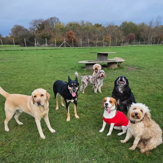 Dog Walking Services by Darren Larkin is the only independent business in the area that utilities a fully enclosed field for your dog/s safety.

Single Sessions ✔️
All-Day Sessions ✔️
Wellness checks ✔️ 
Home Pet Services ✔️
Pet sitting ✔️
Out-of-Hours Service ✔️

For more information, please contact 07799 543484 or visit the website for more information. 

dogwalkingservicesdarrenlarkin.co.uk

I am listed on "The Good Dog Guide."

#DogWalker
#TonbridgeDogWalk
#TonbridgeDogWalker
#DogWalkerTonbridge
#TonbridgeBusiness

 © Darren Larkin photography 📸