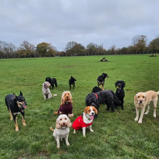 Dog Walking Services by Darren Larkin is the only independent business in the area that utilities a fully enclosed field for your dog/s safety.

Single Sessions ✔️
All-Day Sessions ✔️
Wellness checks ✔️ 
Home Pet Services ✔️
Pet sitting ✔️
Out-of-Hours Service ✔️

For more information, please contact 07799 543484 or visit the website for more information. 

dogwalkingservicesdarrenlarkin.co.uk

I am listed on "The Good Dog Guide."

#DogWalker
#TonbridgeDogWalk
#TonbridgeDogWalker
#DogWalkerTonbridge
#TonbridgeBusiness

 © Darren Larkin photography 📸