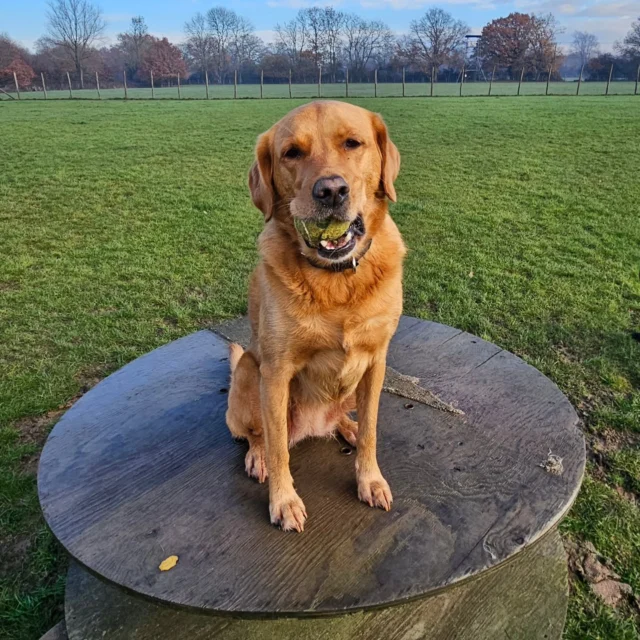 Dog Walking Services by Darren Larkin is the only independent business in the area that utilities a fully enclosed field for your dog/s safety.

Single Sessions ✔️
All-Day Sessions ✔️
Wellness checks ✔️ 
Home Pet Services ✔️
Pet sitting ✔️
Out-of-Hours Service ✔️

For more information, please contact 07799 543484 or visit the website for more information. 

dogwalkingservicesdarrenlarkin.co.uk

I am listed on "The Good Dog Guide."

#DogWalker
#TonbridgeDogWalk
#TonbridgeDogWalker
#DogWalkerTonbridge
#TonbridgeBusiness

 © Darren Larkin photography 📸