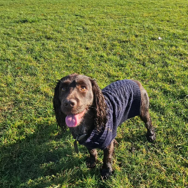 Please welcome Cola to Dog Walking Services by Darren Larkin 🐕