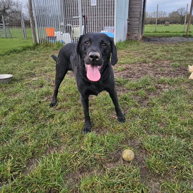 Dog Walking Services by Darren Larkin is the only independent business in the area that utilities a fully enclosed field for your dog/s safety.

Single Sessions ✔️
All-Day Sessions ✔️
Wellness checks ✔️ 
Home Pet Services ✔️
Pet sitting ✔️
Out-of-Hours Service ✔️

For more information, please contact 07799 543484 or visit the website for more information. 

dogwalkingservicesdarrenlarkin.co.uk

I am listed on "The Good Dog Guide."

#DogWalker
#TonbridgeDogWalk
#TonbridgeDogWalker
#DogWalkerTonbridge
#TonbridgeBusiness

 © Darren Larkin photography 📸