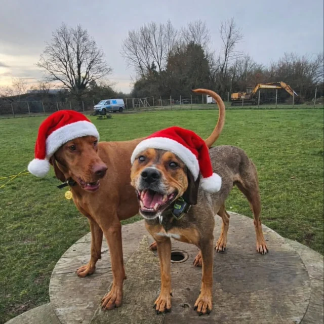 Dog Walking Services by Darren Larkin is the only independent business in the area that utilities a fully enclosed field for your dog/s safety.

Single Sessions ✔️
All-Day Sessions ✔️
Wellness checks ✔️ 
Home Pet Services ✔️
Pet sitting ✔️
Out-of-Hours Service ✔️

For more information, please contact 07799 543484 or visit the website for more information. 

dogwalkingservicesdarrenlarkin.co.uk

I am listed on "The Good Dog Guide."

#DogWalker
#TonbridgeDogWalk
#TonbridgeDogWalker
#DogWalkerTonbridge
#TonbridgeBusiness

 © Darren Larkin photography 📸