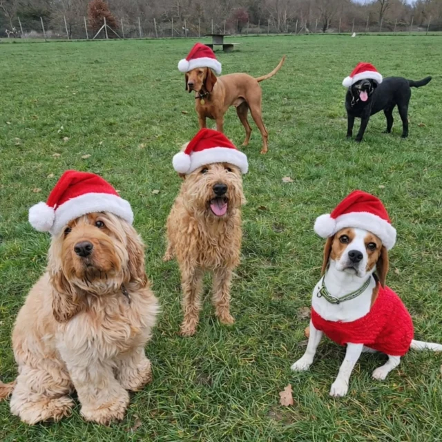 Dog Walking Services by Darren Larkin is the only independent business in the area that utilities a fully enclosed field for your dog/s safety.

Single Sessions ✔️
All-Day Sessions ✔️
Wellness checks ✔️ 
Home Pet Services ✔️
Pet sitting ✔️
Out-of-Hours Service ✔️

For more information, please contact 07799 543484 or visit the website for more information. 

dogwalkingservicesdarrenlarkin.co.uk

I am listed on "The Good Dog Guide."

#DogWalker
#TonbridgeDogWalk
#TonbridgeDogWalker
#DogWalkerTonbridge
#TonbridgeBusiness

 © Darren Larkin photography 📸