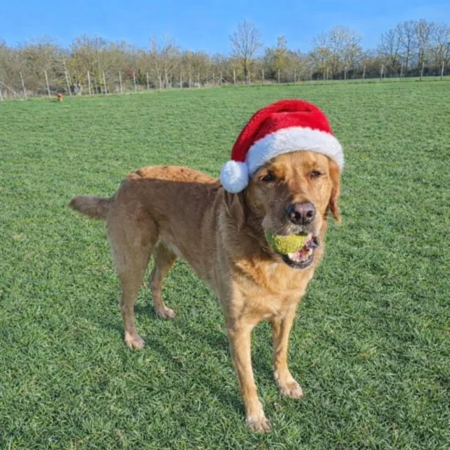 Dog Walking Services by Darren Larkin is the only independent business in the area that utilities a fully enclosed field for your dog/s safety.

Single Sessions ✔️
All-Day Sessions ✔️
Wellness checks ✔️ 
Home Pet Services ✔️
Pet sitting ✔️
Out-of-Hours Service ✔️

For more information, please contact 07799 543484 or visit the website for more information. 

dogwalkingservicesdarrenlarkin.co.uk

I am listed on "The Good Dog Guide."

#DogWalker
#TonbridgeDogWalk
#TonbridgeDogWalker
#DogWalkerTonbridge
#TonbridgeBusiness

 © Darren Larkin photography 📸