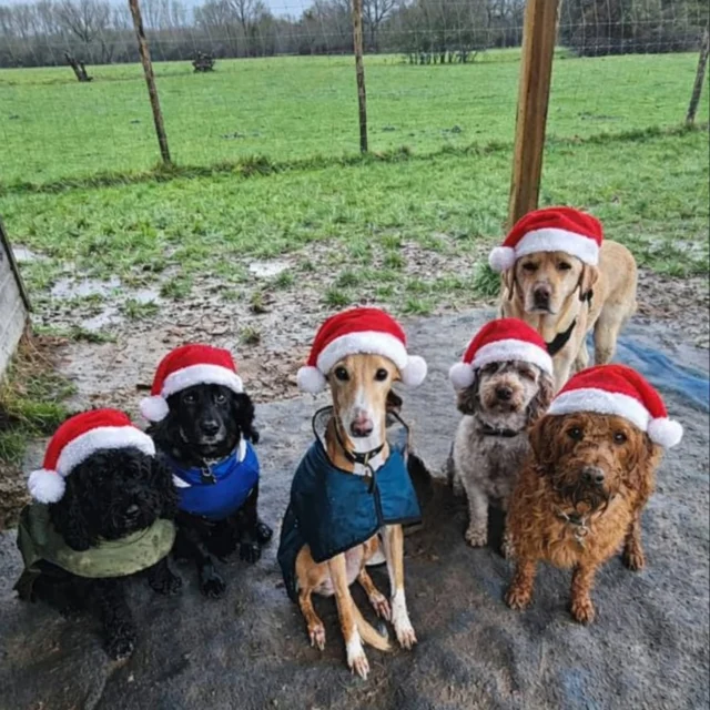 Dog Walking Services by Darren Larkin is the only independent business in the area that utilities a fully enclosed field for your dog/s safety.

Single Sessions ✔️
All-Day Sessions ✔️
Wellness checks ✔️ 
Home Pet Services ✔️
Pet sitting ✔️
Out-of-Hours Service ✔️

For more information, please contact 07799 543484 or visit the website for more information. 

dogwalkingservicesdarrenlarkin.co.uk

I am listed on "The Good Dog Guide."

#DogWalker
#TonbridgeDogWalk
#TonbridgeDogWalker
#DogWalkerTonbridge
#TonbridgeBusiness

 © Darren Larkin photography 📸