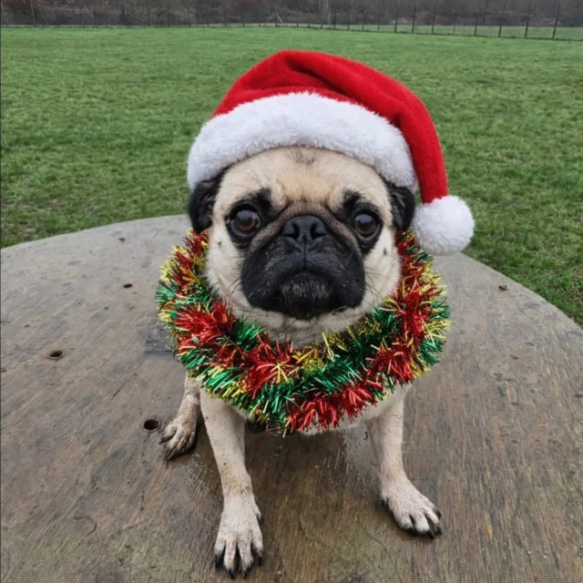 Dog Walking Services by Darren Larkin is the only independent business in the area that utilities a fully enclosed field for your dog/s safety.

Single Sessions ✔️
All-Day Sessions ✔️
Wellness checks ✔️ 
Home Pet Services ✔️
Pet sitting ✔️
Out-of-Hours Service ✔️

For more information, please contact 07799 543484 or visit the website for more information. 

dogwalkingservicesdarrenlarkin.co.uk

I am listed on "The Good Dog Guide."

#DogWalker
#TonbridgeDogWalk
#TonbridgeDogWalker
#DogWalkerTonbridge
#TonbridgeBusiness

 © Darren Larkin photography 📸