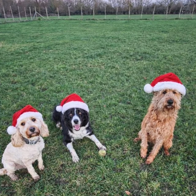 Dog Walking Services by Darren Larkin is the only independent business in the area that utilities a fully enclosed field for your dog/s safety.

Single Sessions ✔️
All-Day Sessions ✔️
Wellness checks ✔️ 
Home Pet Services ✔️
Pet sitting ✔️
Out-of-Hours Service ✔️

For more information, please contact 07799 543484 or visit the website for more information. 

dogwalkingservicesdarrenlarkin.co.uk

I am listed on "The Good Dog Guide."

#DogWalker
#TonbridgeDogWalk
#TonbridgeDogWalker
#DogWalkerTonbridge
#TonbridgeBusiness

 © Darren Larkin photography 📸