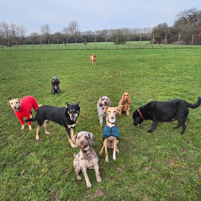 Happy Christmas 🎄 and a Happy New Year from the Monday Gang at Dog Walking Services by Darren Larkin 🐕 🐕 🐕 

Look forward to seeing everyone on 
Monday 5th January 2026