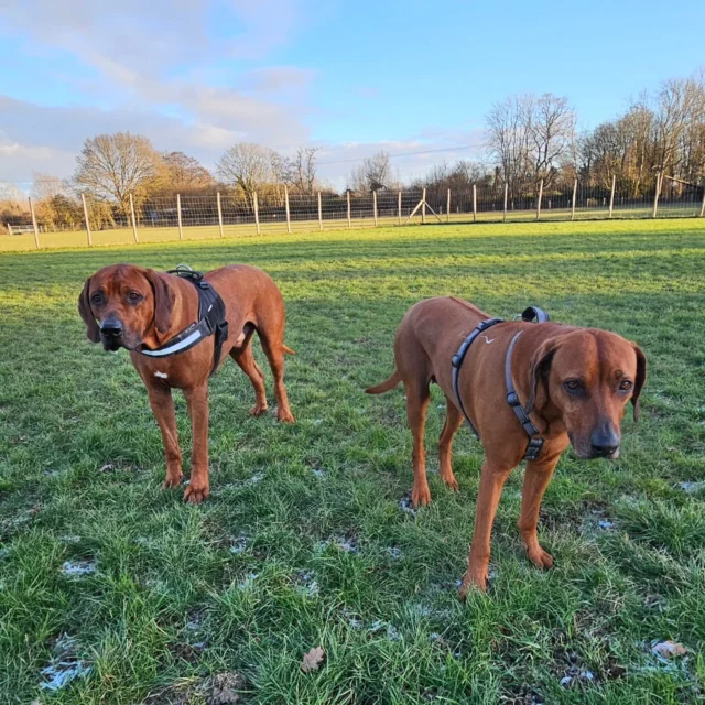 Please welcome back Enzo and Zola to Dog Walking Services by Darren Larkin 🐕