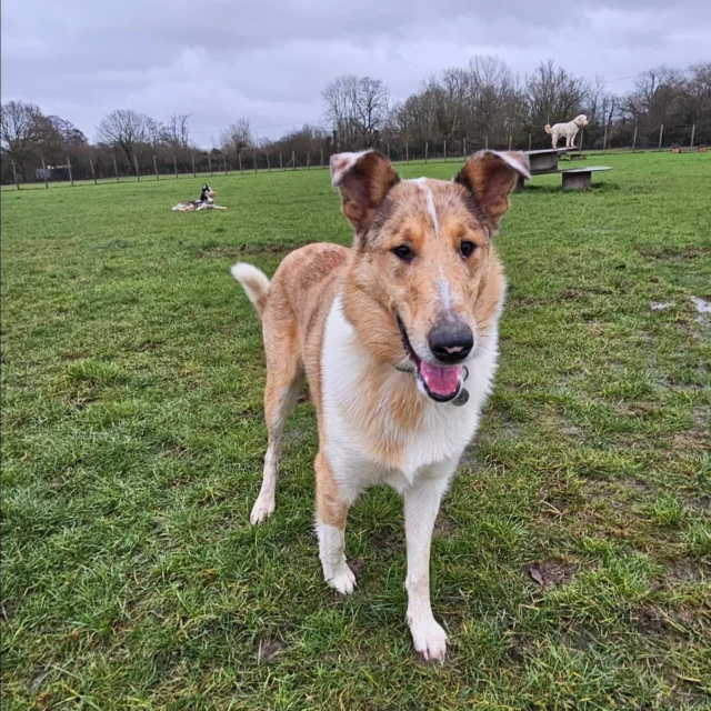 Please welcome Goose to Dog Walking Services by Darren Larkin 🐕