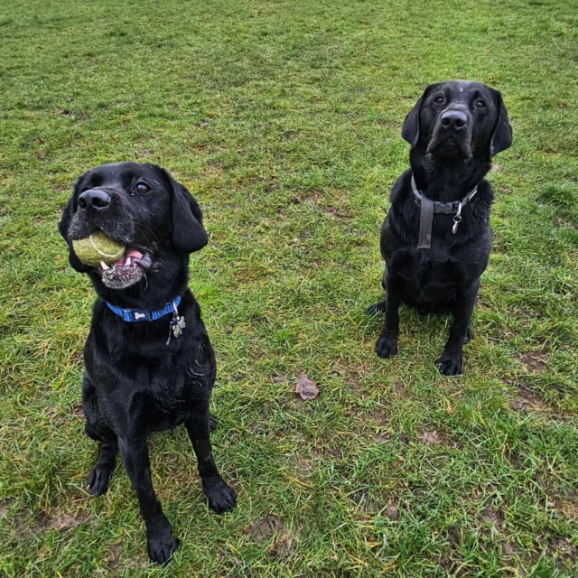 Dog Walking Services by Darren Larkin is the only independent business in the area that utilities a fully enclosed field for your dog/s safety.

Single Sessions ✔️
All-Day Sessions ✔️
Wellness checks ✔️ 
Home Pet Services ✔️
Pet sitting ✔️
Out-of-Hours Service ✔️

For more information, please contact 07799 543484 or visit the website for more information. 

dogwalkingservicesdarrenlarkin.co.uk

I am listed on "The Good Dog Guide."

#DogWalker
#TonbridgeDogWalk
#TonbridgeDogWalker
#DogWalkerTonbridge
#TonbridgeBusiness

 © Darren Larkin photography 📸