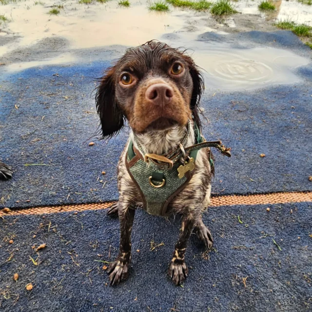 Please welcome Willow to Dog Walking Services by Darren Larkin 🐕