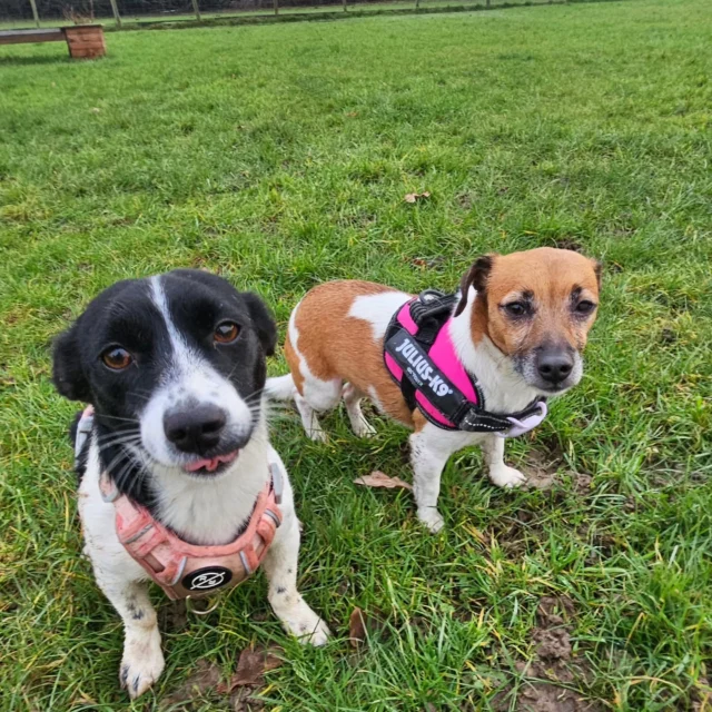 Dog Walking Services by Darren Larkin is the only independent business in the area that utilities a fully enclosed field for your dog/s safety.

Single Sessions ✔️
All-Day Sessions ✔️
Wellness checks ✔️ 
Home Pet Services ✔️
Pet sitting ✔️
Out-of-Hours Service ✔️

For more information, please contact 07799 543484 or visit the website for more information. 

dogwalkingservicesdarrenlarkin.co.uk

I am listed on "The Good Dog Guide."

#DogWalker
#TonbridgeDogWalk
#TonbridgeDogWalker
#DogWalkerTonbridge
#TonbridgeBusiness

 © Darren Larkin photography 📸