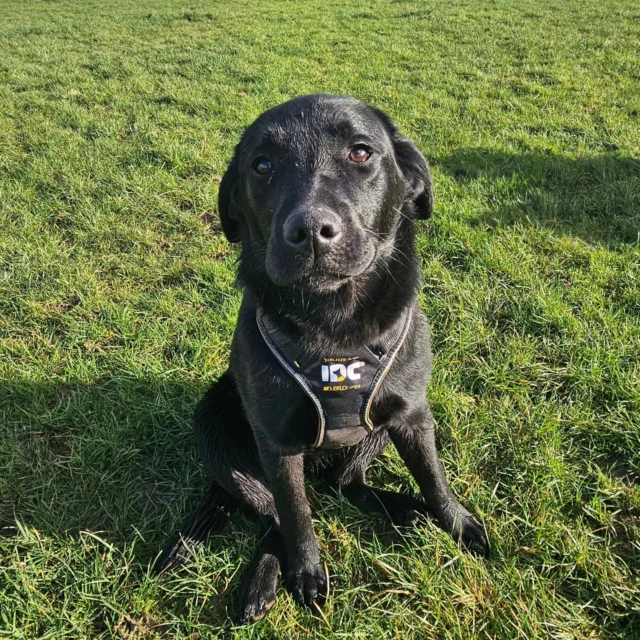 Please welcome Ivy to Dog Walking Services by Darren Larkin 🐕