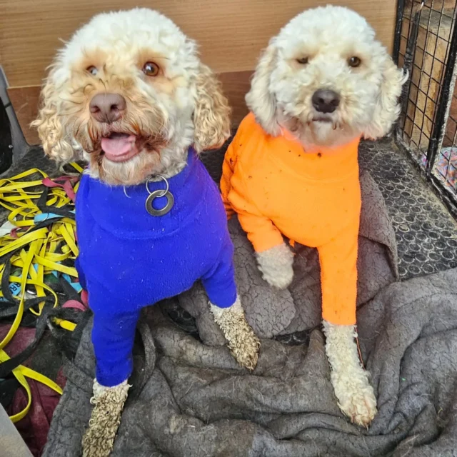 Please welcome Button & Bow to Dog Walking Services by Darren Larkin 🐕