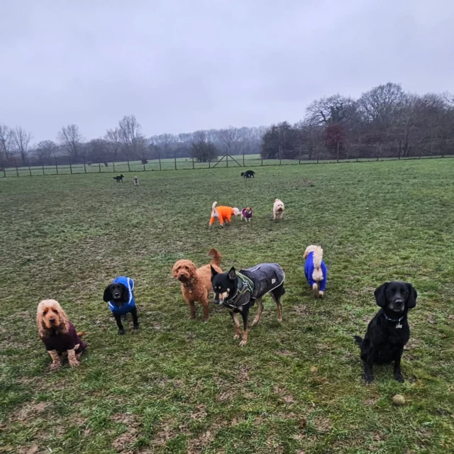 Dog Walking Services by Darren Larkin is the only independent business in the area that utilities a fully enclosed field for your dog/s safety.

Single Sessions ✔️
All-Day Sessions ✔️
Wellness checks ✔️ 
Home Pet Services ✔️
Pet sitting ✔️
Out-of-Hours Service ✔️

For more information, please contact 07799 543484 or visit the website for more information. 

dogwalkingservicesdarrenlarkin.co.uk

I am listed on "The Good Dog Guide."

 © Darren Larkin photography 📸