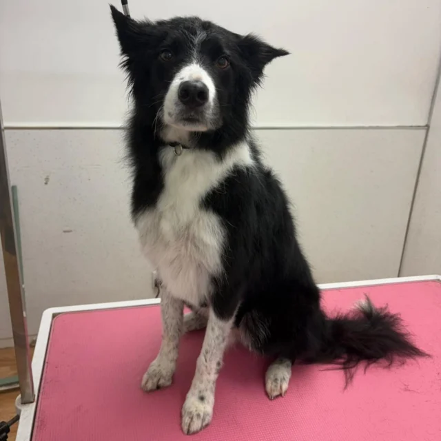 Caesar attended our NEW Dog Grooming business this morning and enjoyed his Full Groom with Kerry.

For more information or to book, please contact 07799 543484 or visit the website below. 

dogwalkingservicesdarrenlarkin.co.uk

 © Wild Paws Dog Grooming photography 📸