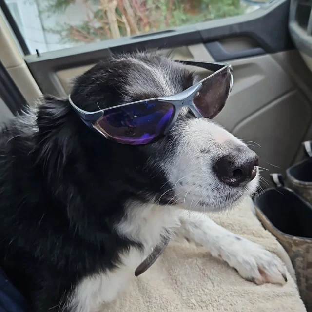 Caesar loving his groom yesterday. 
He's acting very cool today 👓