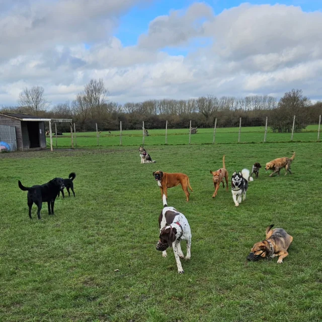 Dog Walking Services by Darren Larkin is the only independent business in the area that utilities a fully enclosed field for your dog/s safety.

Single Sessions ✔️
All-Day Sessions ✔️
Wellness checks ✔️ 
Home Pet Services ✔️
Pet sitting ✔️
Grooming Service ✔️
Out-of-Hours Service ✔️

For more information, please contact 07799 543484 or visit the website for more information. 

dogwalkingservicesdarrenlarkin.co.uk

I am listed on "The Good Dog Guide."

 © Darren Larkin photography 📸