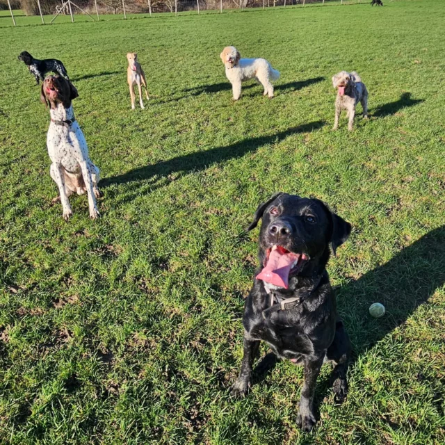 Dog Walking Services by Darren Larkin is the only independent business in the area that utilities a fully enclosed field for your dog/s safety.

Single Sessions ✔️
All-Day Sessions ✔️
Wellness checks ✔️ 
Home Pet Services ✔️
Pet sitting ✔️
Grooming Service ✔️
Out-of-Hours Service ✔️

For more information, please contact 07799 543484 or visit the website for more information. 

dogwalkingservicesdarrenlarkin.co.uk

I am listed on "The Good Dog Guide."

 © Darren Larkin photography 📸