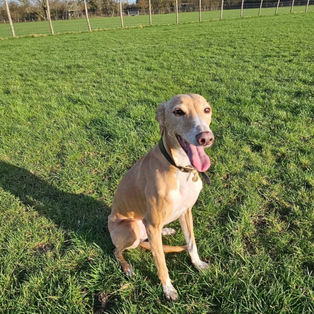 Dog Walking Services by Darren Larkin is the only independent business in the area that utilities a fully enclosed field for your dog/s safety.

Single Sessions ✔️
All-Day Sessions ✔️
Wellness checks ✔️ 
Home Pet Services ✔️
Pet sitting ✔️
Grooming Service ✔️
Out-of-Hours Service ✔️

For more information, please contact 07799 543484 or visit the website for more information. 

dogwalkingservicesdarrenlarkin.co.uk

I am listed on "The Good Dog Guide."

 © Darren Larkin photography 📸