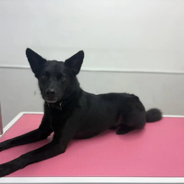 Nacho attended our Dog Grooming business this morning and enjoyed his Bath & Dry with Kerry.

For more information or to book, please contact 07799 543484 or visit the website below. 

dogwalkingservicesdarrenlarkin.co.uk

 © Wild Paws Dog Grooming photography 📸