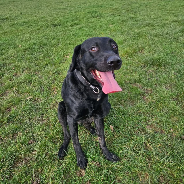 Please welcome Charlie to Dog Walking Services by Darren Larkin 🐕