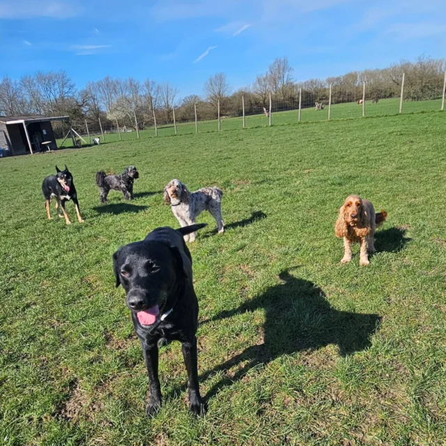 Dog Walking Services by Darren Larkin is the only independent business in the area that utilities a fully enclosed field for your dog/s safety.

Single Sessions ✔️
All-Day Sessions ✔️
Wellness checks ✔️ 
Home Pet Services ✔️
Pet sitting ✔️
Grooming Service ✔️
Out-of-Hours Service ✔️

For more information, please contact 07799 543484 or visit the website for more information. 

dogwalkingservicesdarrenlarkin.co.uk

I am listed on "The Good Dog Guide."

 © Darren Larkin photography 📸