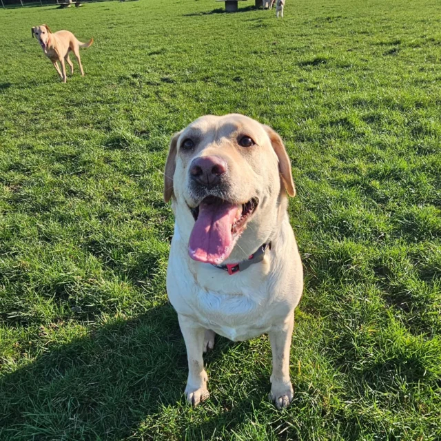 Please welcome Rose to Dog Walking Services by Darren Larkin 🐕