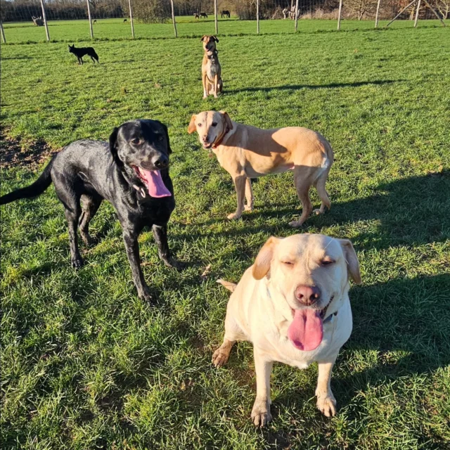 Dog Walking Services by Darren Larkin is the only independent business in the area that utilities a fully enclosed field for your dog/s safety.

Single Sessions ✔️
All-Day Sessions ✔️
Wellness checks ✔️ 
Home Pet Services ✔️
Pet sitting ✔️
Grooming Service ✔️
Out-of-Hours Service ✔️

For more information, please contact 07799 543484 or visit the website for more information. 

dogwalkingservicesdarrenlarkin.co.uk

I am listed on "The Good Dog Guide."

 © Darren Larkin photography 📸