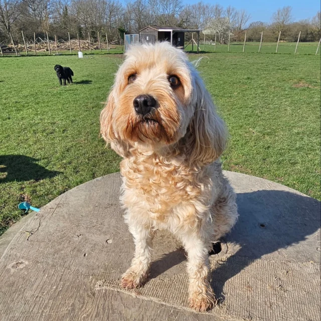 Dog Walking Services by Darren Larkin is the only independent business in the area that utilities a fully enclosed field for your dog/s safety.

Single Sessions ✔️
All-Day Sessions ✔️
Wellness checks ✔️ 
Home Pet Services ✔️
Pet sitting ✔️
Grooming Service ✔️
Out-of-Hours Service ✔️

For more information, please contact 07799 543484 or visit the website for more information. 

dogwalkingservicesdarrenlarkin.co.uk

I am listed on "The Good Dog Guide."

 © Darren Larkin photography 📸